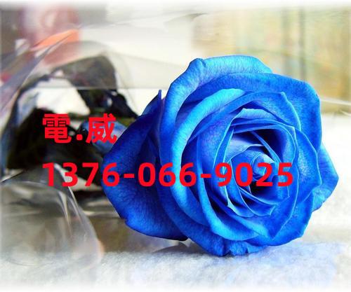 借卵试管代怀机构哪家好_借卵试管代怀机构哪家好?选择最佳的代怀母亲机构