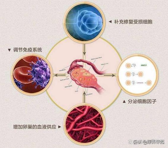 高龄试管借卵成功率-高龄试管借卵成功率解析及提高方法